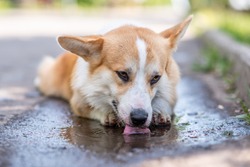 a dog of Corgi breeds drinking water from a puddle during thirst