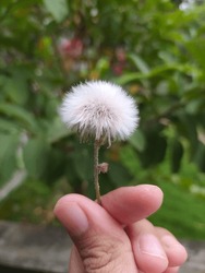dandelion flower with hand and blur background



