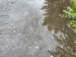 
Wet asphalt with puddle and dandelion plant in the rain. 