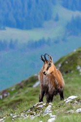 Chamois or Rupicapra rupicapra, a majestic species of wild goat from the Alps, in its natural alpine habitat. Beautiful portrait of a hairy horned Carpathian mountain goat looking at camera. Wildlife.