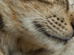 close-up view of the texture of a sleeping tabby cat's whiskers.