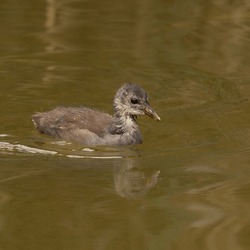 Duck bird animal swims on water in the kuwait reservoir  lake