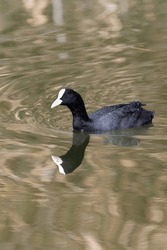 Duck bird animal swims on water in the kuwait reservoir  lake