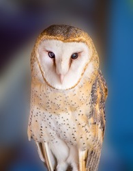 Barn Owl in Tucson Arizona
