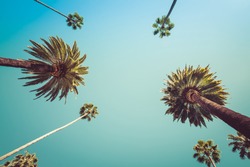 Redeo Los Angeles Vintge Palm Trees Vintage - clear summer skies
