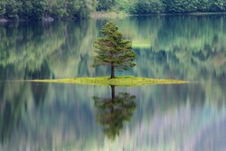 Tree reflecting in a lake in Norway
