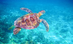 Sea turtle in clear blue sea water. Green sea turtle closeup. Wildlife of tropical coral reef. Tortoise undersea. Tropical seashore ecosystem. Big turtle in blue water. Aquatic animal underwater photo