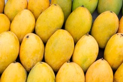 Yellow mango photo background. Bunch of tropical fruits. Oval yellow mango pile. Sweet dessert or vegetarian food. Exotic mango in the Philippines. Healthy diet with fruits. Raw juicy fruit closeup