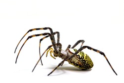 Yellow black crab spider on white background. Tropical insect hunter spider closeup photo. Exotic spider detailed macrophoto. Striped insect. Creepy animal of tropic jungle. Asian arachnid species