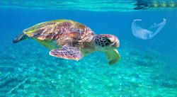 Sea turtle and plastic garbage in blue water. Oceanic ecology underwater photo. Marine green turtle and plastic trash. Plastic garbage pollution. Endangered ocean animal suffering from human impact