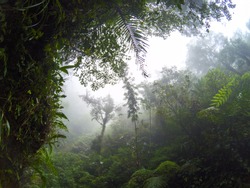 Misty view of tropical jungle and cloudy sky. Wild forest hiking. Rainforest in fog, view from valley between green mountains. Tropical jungle forest calming landscape. Rain season in South Asia