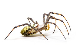 Colorful spider on white background, close up photo. Yellow black spider on white background. Tropical insect crab spider closeup photo. Exotic spider detailed macrophoto. Striped insect. Creepy bug. 