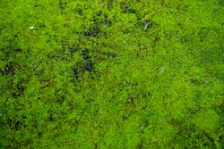 Soft green moss on black stone background. Smooth mossy carpet on medieval wall. Wet climate humidity impact on architectural detail. Tropical moss on asphalt road. Fresh moss background
