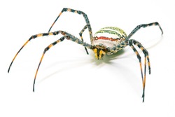 Colorful spider on white background. Tropical insect crab spider closeup photo. Exotic spider detailed macrophoto. Yellow black striped insect. Creepy animal of tropic jungle. Insect hunter. 