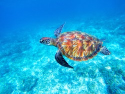 Green sea turtle in shallow seawater. Big green sea turtle closeup. Marine species in wild nature. Turtle in tropical sea. Tortoise photo. Big turtle swims. Aquatic animal underwater. Tortoise shell