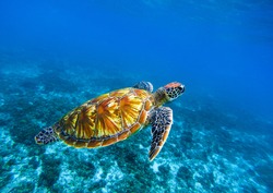 Sea turtle in deep blue seawater. Green sea turtle closeup. Tropical coral reef fauna. Tortoise underwater photo. Seashore ecosystem. Summer travel seaside activity. Snorkeling with sea turtle