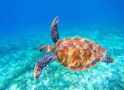 Sea turtle swims in sea water. Big green sea turtle closeup. Wildlife of tropical coral reef. Tortoise undersea. Tropic seashore ecosystem. Big turtle in blue water. Aquatic animal underwater photo