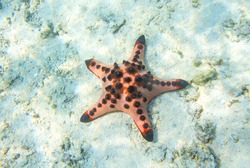 Red starfish in shallow water of tropical sea. Underwater landscape with pink starfish. Pillow starfish in seawater. Star fish with five tentacles. White sand shore and pink starfish
