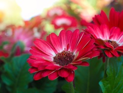 Bouquet of red gerberas with morning light in the garden,Red Gerbera flowers