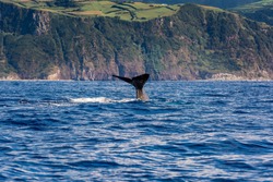 A Sperm Whale Tale near Sao Miguel Island, Azores, Portugal