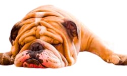 A young English Bull dog sleeping, Innocent face look, a portrait of bull dog on white background
