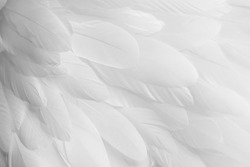 Bright white feather texture. Overhead top view, flat lay. Copy space. Birthday card, Mother's, Valentines, Women's, Wedding Day concept.  Selective focus
