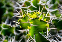 Close-up on Euphorbia Grandicornis, Cow's Horn Cactus with delicate yellow-green flowers.
