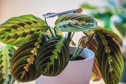 Close-up on the leaves of a prayer plant (maranta leuconeura var erythroneura fascinator tricolor) in white pot in a sunny urban apartment with other plants in the background.