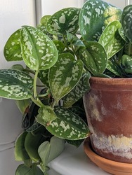Satin pothos (scindapsus pictus) houseplant in a white pot on a window sill. Vines of an attractive houseplant with silvery blotches on the leaves.