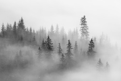 Abstract landscape in the mountains, with fog  in the forest