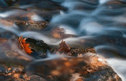 Leaves are stuck between or against rocks in the creek bed by the water current, Rock Creek, Rock Creek Canyon, Kankakee River State Park, Kankakee County, Illinois