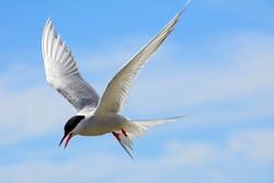 Arctic tern, Farne Islands Nature Reserve, England
