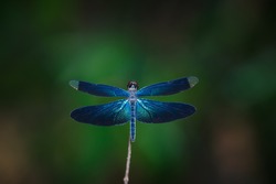 Dragonfly, dragonfly , blue dragonflies, insects, nature.