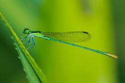 Dragonfly,Damselfly,Insects.