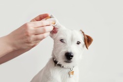 Dog Jack Russell Terrier having ear examination at veterinary clinic. Woman cleaning dogs ear at grooming salon. White background, copy space. Pet health care, treatments concept