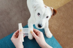 Dog Jack Russell Terrier getting bandage after injury on his leg at home. Pet health care, medical treatment, first aid concept