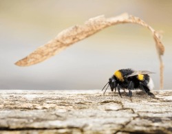 bumblebee in winter days waiting to fly, fantasy, melancholy, macro, insect