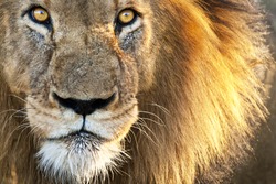 Sun Kissed Male Lion Close-up