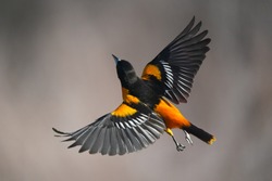             Baltimore Oriole male in flight
                   