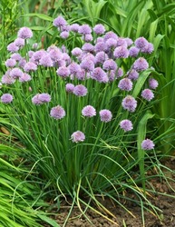 Decorative onion grows and blooms on a flower bed in the garden