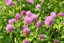 Clover (Trifolium pratense) grows in the meadow among wild grasses 
