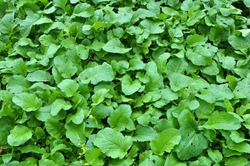 Mustard sprouts grown for organic fertilizer - green manure (siderates)