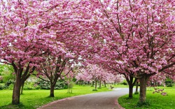 Scenic Springtime View of a Winding Garden Path Lined by Beautiful Cherry Trees in Blossom