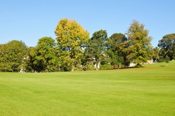 Green Lawn and Trees in a Peaceful Park