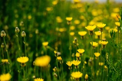 on the endless green field grow fragrant yellow flowers