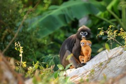 Yellow twins baby of Leaf Monkeys or Dusky Langur and mother who are living in the forest, Animals with their babies in Thailand  