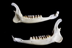 Animal Deer Jaw Bone Skeleton