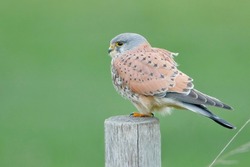 Common Kestrel (Falco tinnunculus) on fence post, the Netherlands