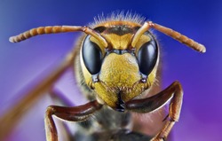 bee, honey, macro, wild, bite, insects, nature