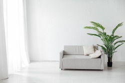 interior of a white room with a sofa window and a green palm tree